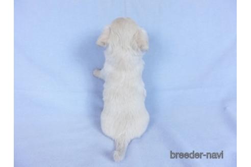 成約済の千葉県のチワワ(ロングコート)-171504の3枚目