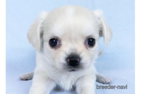 成約済の千葉県のチワワ(ロングコート)-171504