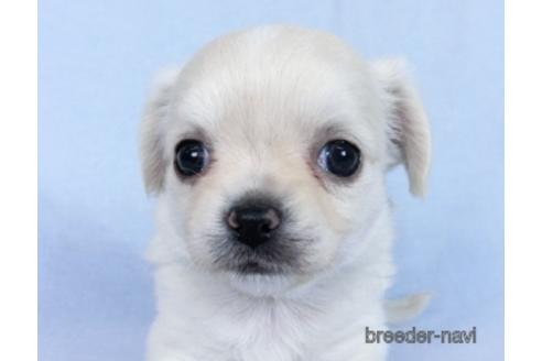 成約済の千葉県のチワワ(ロングコート)-171504の2枚目