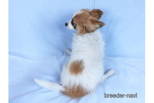 成約済の千葉県のパピヨン-161242の4枚目