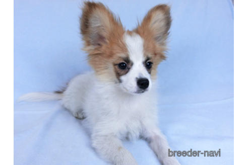 成約済の千葉県のパピヨン-161242の3枚目