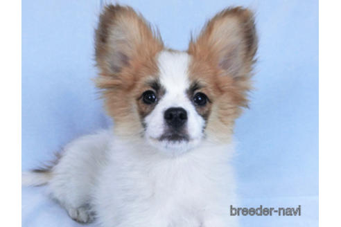 成約済の千葉県のパピヨン-161242の2枚目