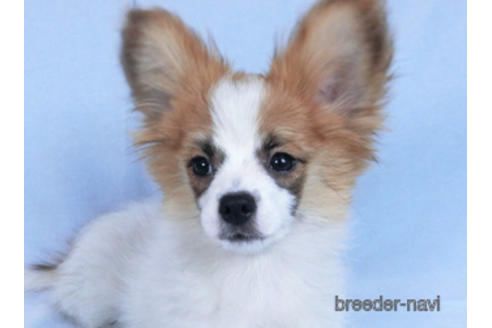 成約済の千葉県のパピヨン-161242