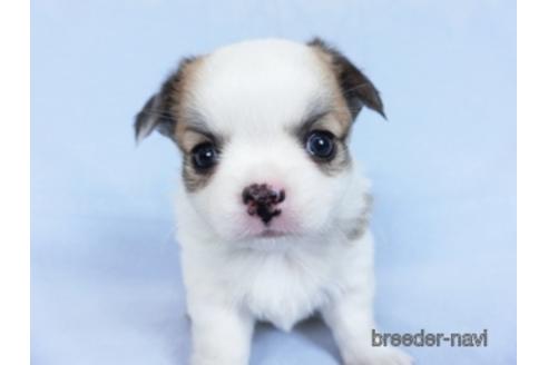 成約済の千葉県のチワワ(ロングコート)-171505の5枚目