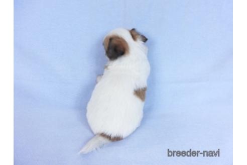 成約済の千葉県のチワワ(ロングコート)-171505の7枚目