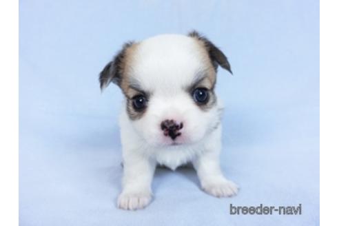 成約済の千葉県のチワワ(ロングコート)-171505の6枚目