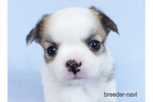 成約済の千葉県のチワワ(ロングコート)-171505の8枚目