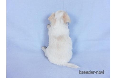 成約済の千葉県のチワワ(ロングコート)-171506の4枚目