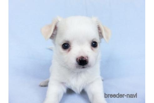 成約済の千葉県のチワワ(ロングコート)-171506の2枚目