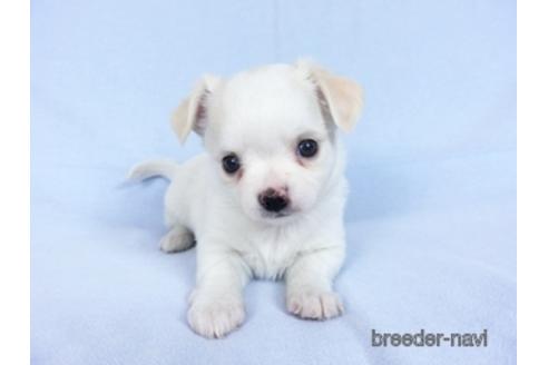 成約済の千葉県のチワワ(ロングコート)-171506の3枚目