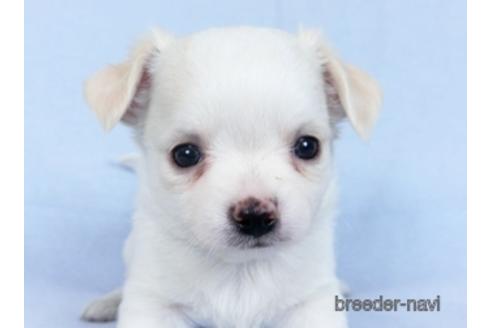 成約済の千葉県のチワワ(ロングコート)-171506