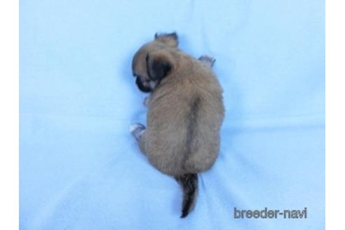 成約済の千葉県のチワワ(ロングコート)-171508の17枚目