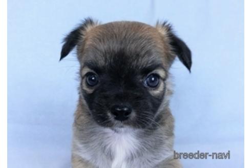 成約済の千葉県のチワワ(ロングコート)-171508の20枚目