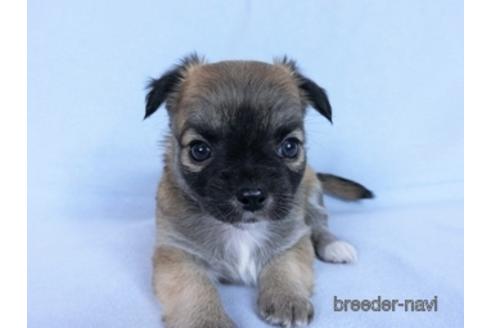 成約済の千葉県のチワワ(ロングコート)-171508の19枚目