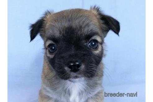 成約済の千葉県のチワワ(ロングコート)-171508の18枚目