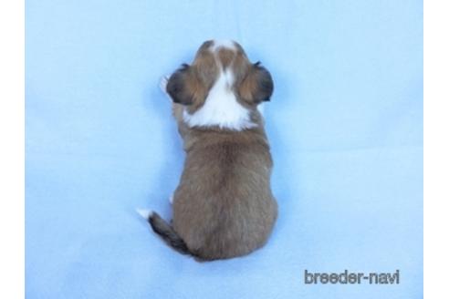 成約済の千葉県のチワワ(ロングコート)-171510の5枚目