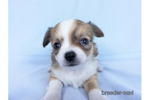 成約済の千葉県のチワワ(ロングコート)-171510の6枚目