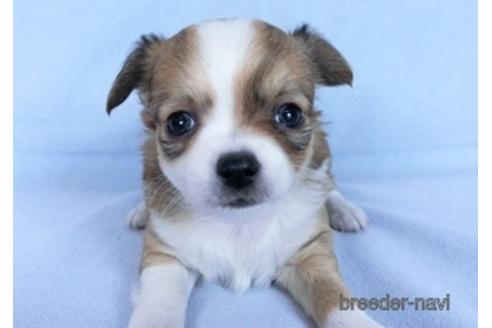 成約済の千葉県のチワワ(ロングコート)-171510の7枚目