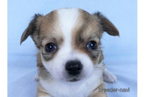 成約済の千葉県のチワワ(ロングコート)-171510の8枚目