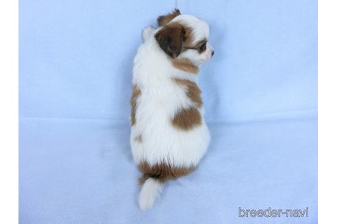 成約済の千葉県のミックス犬-171512の3枚目