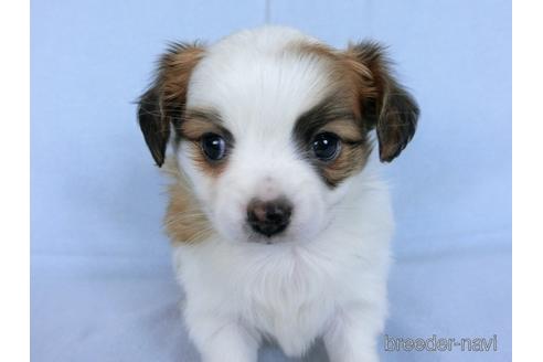 成約済の千葉県のミックス犬-171512の2枚目