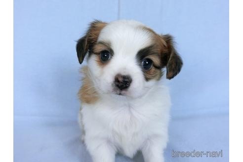 成約済の千葉県のミックス犬-171512の4枚目