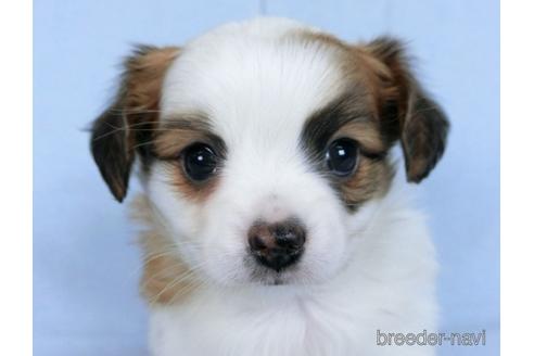 成約済の千葉県のミックス犬-171512の1枚目