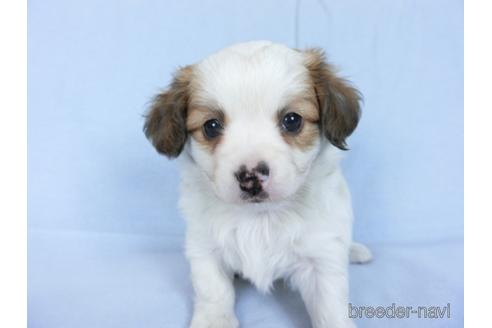 成約済の千葉県のミックス犬-171515の2枚目