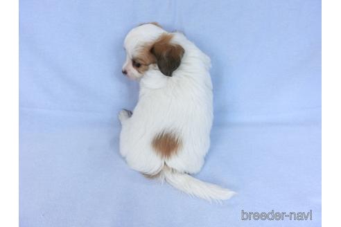 成約済の千葉県のミックス犬-171515の3枚目