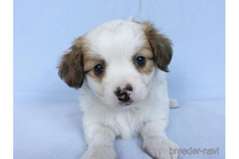 成約済の千葉県のミックス犬-171515の4枚目