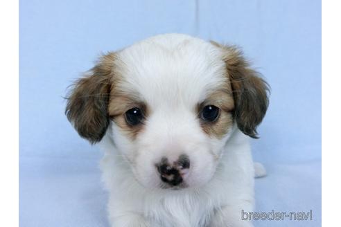 成約済の千葉県のミックス犬-171515の1枚目