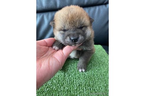 成約済の広島県の柴犬-170500の1枚目