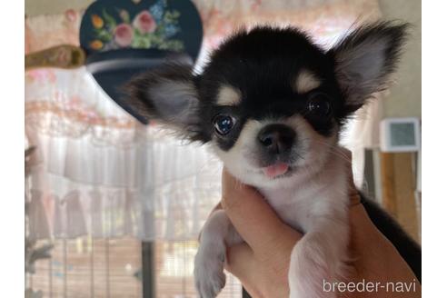 子犬