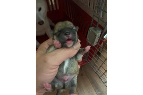 成約済の熊本県の豆柴-171534の2枚目