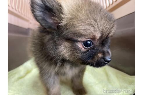 成約済の愛媛県のポメラニアン-171567の2枚目