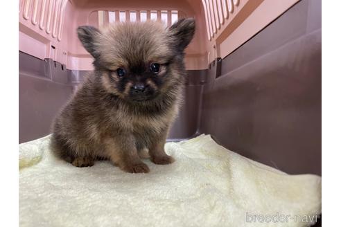 成約済の愛媛県のポメラニアン-171567