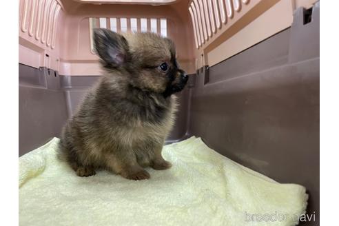 成約済の愛媛県のポメラニアン-171567の3枚目