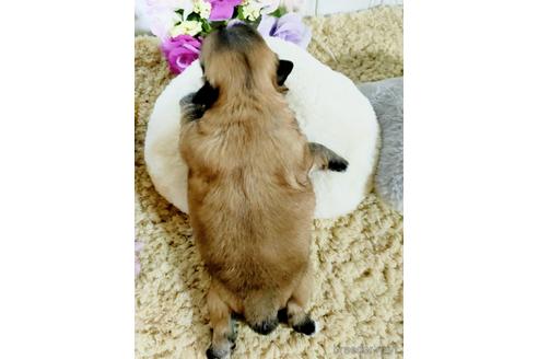 成約済の埼玉県のペキニーズ-169468の2枚目