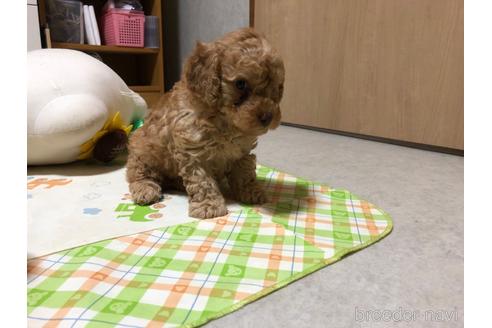 成約済の神奈川県のタイニープードル-168755の2枚目