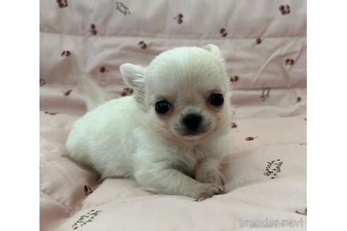 埼玉県のチワワ ロングコート 男の子 22 01 25生まれ ホワイト クリーム 子犬id ブリーダーナビ 埼玉県のチワワ ロングコート 男の子 22 01 25生まれ ホワイト クリーム 子犬id ブリーダーナビ