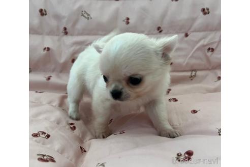 埼玉県のチワワ ロングコート 男の子 22 01 25生まれ とっても可愛い子です 子犬id ブリーダーナビ 埼玉県のチワワ ロングコート 男の子 22 01 25生まれ とっても可愛い子です 子犬id ブリーダーナビ