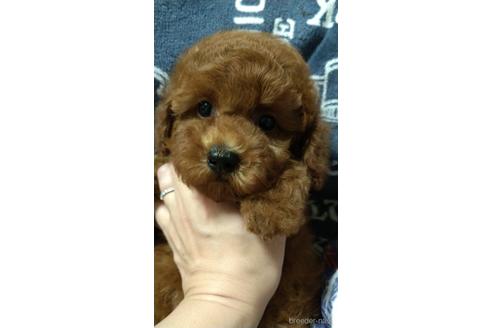 成約済の福岡県のトイプードル-167036の1枚目