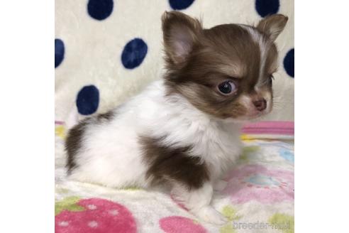 成約済の千葉県のチワワ(ロングコート)-169379の1枚目