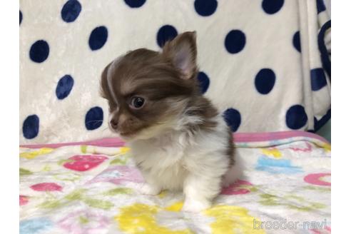 成約済の千葉県のチワワ(ロングコート)-169379の2枚目