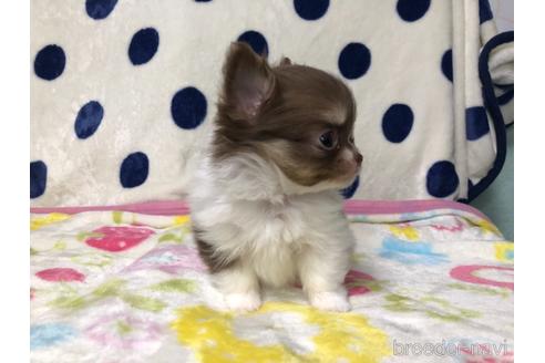成約済の千葉県のチワワ(ロングコート)-169379の3枚目