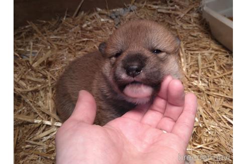 成約済の北海道の柴犬-171298の6枚目