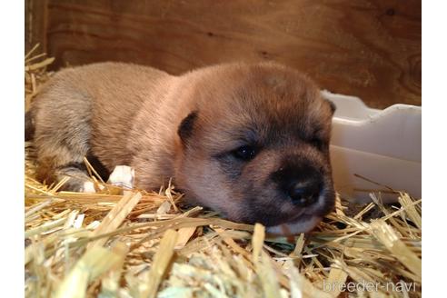 成約済の北海道の柴犬-171298の5枚目