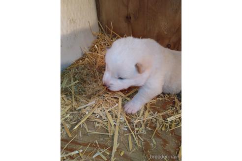 成約済の北海道の柴犬-171412の2枚目