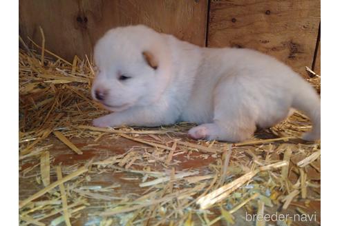 成約済の北海道の柴犬-171412の3枚目