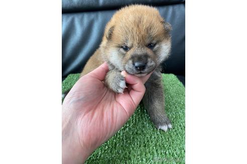 成約済の広島県の柴犬-170502の2枚目